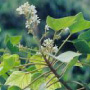 kauai_KUKUI