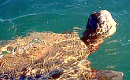ac-03-3