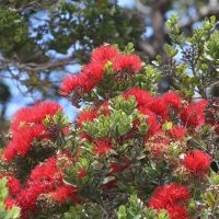 Lehua