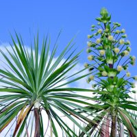 Iliau, Wilkesia gymnoxiphium