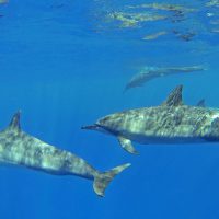Spinner Dolphin