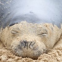 Hawaiian Monk Seal