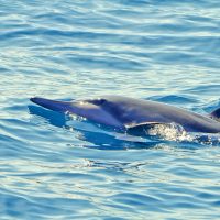 Spinner Dolphin