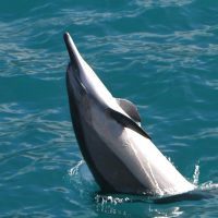 Spinner Dolphin