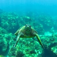 Honu, Sea Turtle