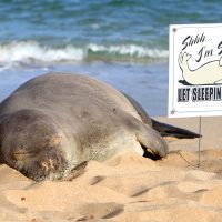 Hawaiian Monk Seal