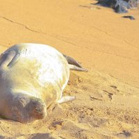 Hawaiian Monk Seal