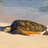 Honu, Sea Turtle