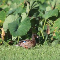 Koloa Duck