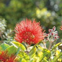 Lehua