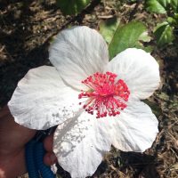 Kokio keokeo Waimeae, Native Hawaiian Hibisucus