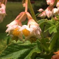 Aka aka awa, Native Hawaiian Begonia