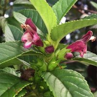 Mohihi, Native Hawaiian Mint