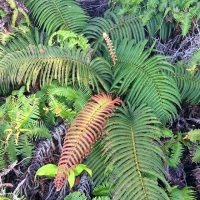 Native Hawaiian Amau Fern