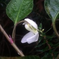 Pamakani Olopu, Native Hawaiian Violet