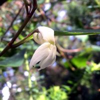 Pamakani Olopu, Native Hawaiian Violet