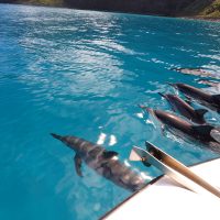 Dolphin, Na Pali Coast