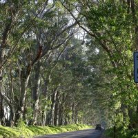 Koloa Tree Tunnel