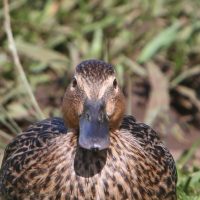Koloa Duck