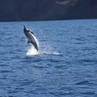 Jumping Spinner Dolphin